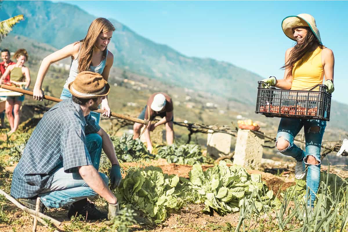 Lavorare nelle farm in Australia: pro e contro